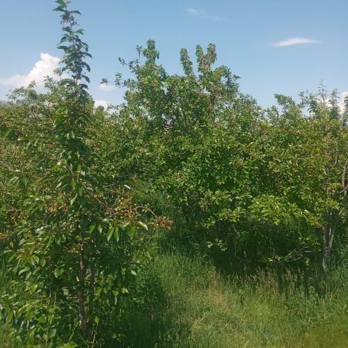 باغ ششدانگ 7427متر تسوج