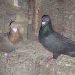 کفتر آلمانی