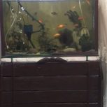 آکواریوم با ماهی ها و تمام تجهیزات