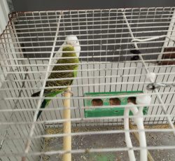 فروش دو عدد مرغ عشق نر ماده