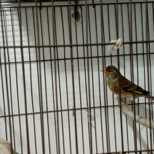 ‌سهره‌قناری‌نر‌دیوانه