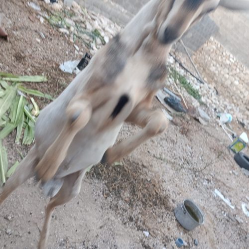 پازن اسرائیلی