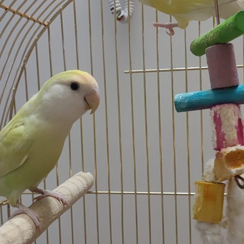 طوطی برزیلی دستی مولد آماده تکثیر