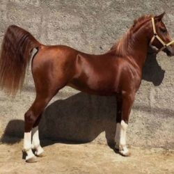 فروش اسب،کره نریان بسیار گرم و سر ودم گیر