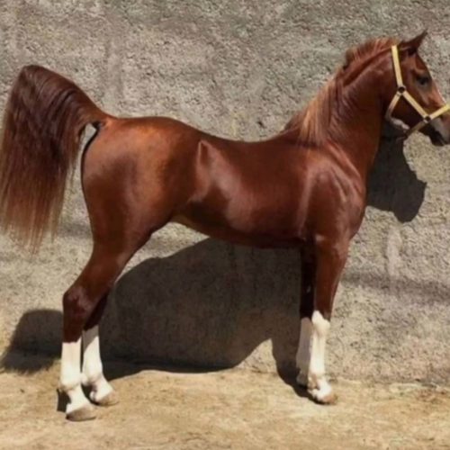 فروش اسب،کره نریان بسیار گرم و سر ودم گیر
