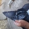 کبوتر پلاکی دراهواز ملاشیه