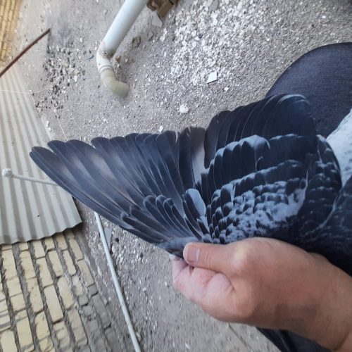 کبوتر پلاکی دراهواز ملاشیه
