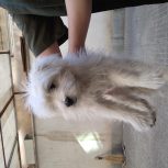 سگ پشمالو خونگی