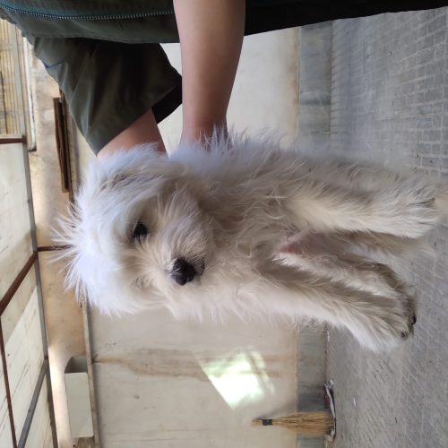 سگ پشمالو خونگی