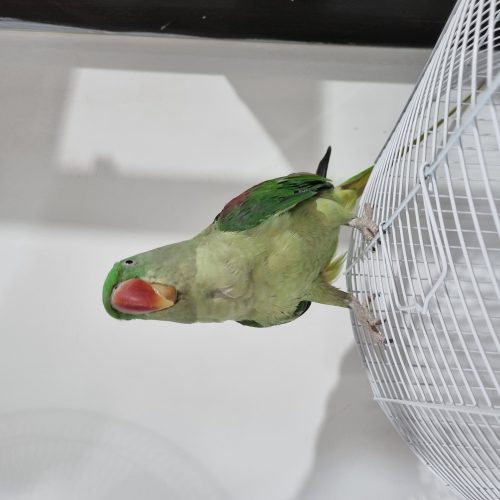 شاه طوطی فول رام