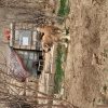 چند قلاده سگ نر گله ای