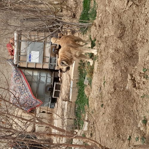 چند قلاده سگ نر گله ای