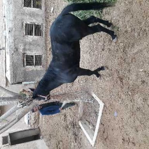 اسب  نریان 4 ساله مشکی جوان