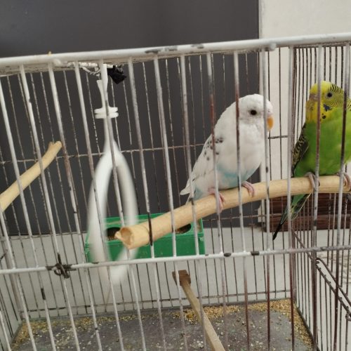 فروش دو عدد مرغ عشق نر ماده