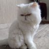 گربه پرشین