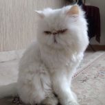 گربه پرشین