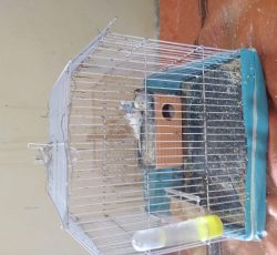 فروش مرغ عشق