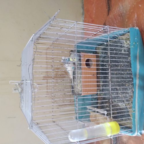 فروش مرغ عشق