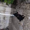 سگ ژرمن بلک