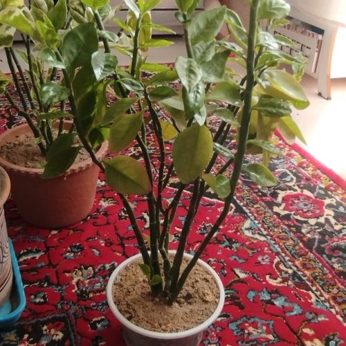 فروش چند گل زیبا وشاداب