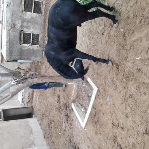 اسب  نریان 4 ساله مشکی جوان