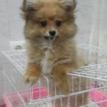 واگذاری پامر‌ روباهی