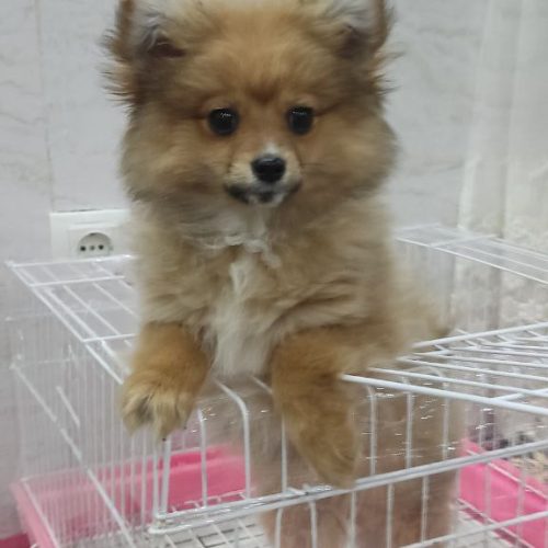 واگذاری پامر‌ روباهی