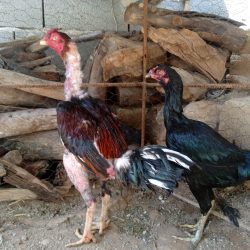 مرغ و خروس لاری