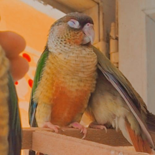 طوطی . گرنچیک