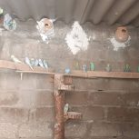 فروش همه نوع پرنده از فنچ. عروس هلندی. مرغ عشق