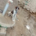 فروش توله شکاری اصل آلمان