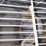 قمری مینیاتوری (قمری ژاپنی )یا قمری چینی