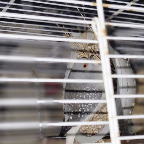 قمری مینیاتوری (قمری ژاپنی )یا قمری چینی