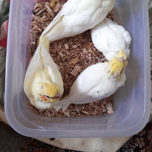 پرنده