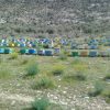50 کلنی زنبورعسل نژاد بومی
