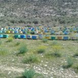 50 کلنی زنبورعسل نژاد بومی