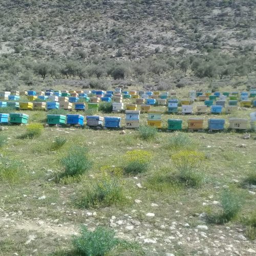 50 کلنی زنبورعسل نژاد بومی