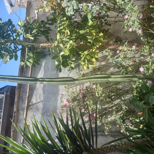 گل و گیاه 2عدد گل کاکتوس بلند چند ساله