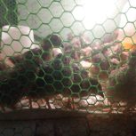 جوجه بلدرچین