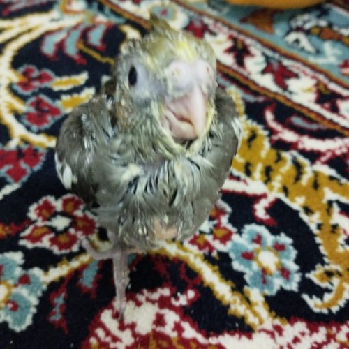 عروس هلندی تمیز وپر دارد وقیمت آن 350هست
