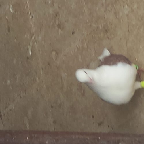 کبوتر پشتی سرخ نرکاکلی