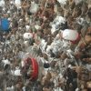 جوجه گلپایگان 30روز واکسن شده و سر حال