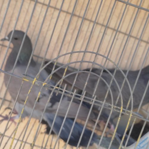نروماده موفلق قوراومده سیاه پشت دم گیرعالی