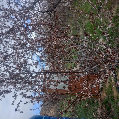 فروش باغ 1000متری