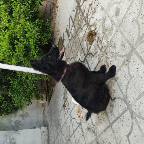 سگ ژرمن بلک