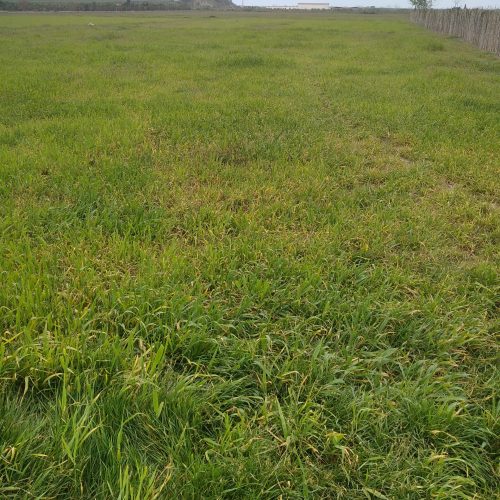 زمین کشاورزی شالی