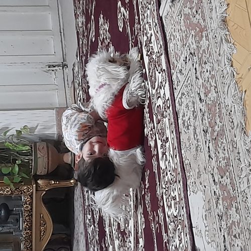 سگ پاکوتاه شیطون و بازیگوش