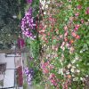 اجاره خانه ویلایی