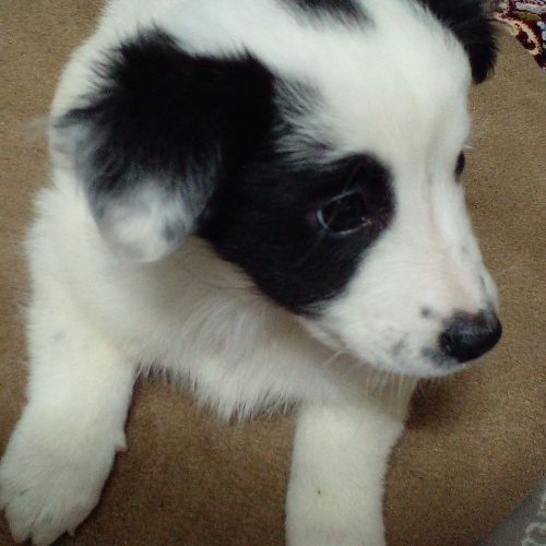 پودل اشپیتز