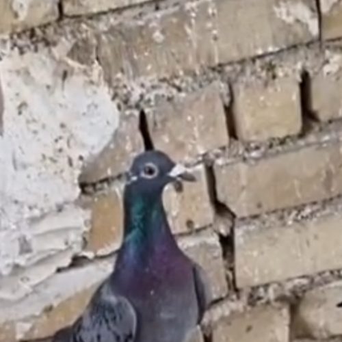 کبوتر پلاکی مسافت بازرگان